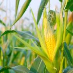 maize